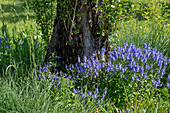 Speedwell 'Lapis Lazuli'