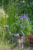 Meadow cranesbill with watering can