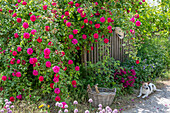 Bourbon rose (Rosa Borbonica) 'Vivid' single-flowering as a dog rose by the garden fence and dog