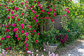 Bourbon Rose (Rosa Borbonica) 'Vivid' single-flowering as a dog rose along a garden fence