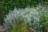 Wool cistus growing in a raised bed