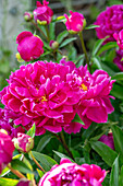 Pink blühende Pfingstrose (Paeonia), Portrait