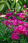 Pink flowering peony (Paeonia), portrait