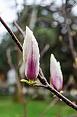 Magnolia bud (Magnolia) with raindrops, detail