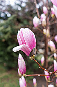 Pink magnolia blossom (Magnolia) with raindrops