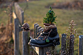 Alter Bergschuh mit Zuckerhutfichte bepflanzt am Zaun, Rustikale Weihnachtsdeko