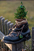 Alter Bergschuh mit Zuckerhutfichte bepflanzt am Zaun, Rustikale Weihnachtsdeko