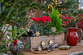 Alpenveilchen (Cyclamen) und Scheinzypresse (Chamaecyparis) in Holzkiste dekoriert mit Zapfen, Sterne, Weihnachtsschmuck