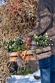 Frau trägt bepflanzte Obstkiste mit Christrosen (Helleborus niger), dekoriert mit Eicheln aus Metall und echten Kieferzapfen im Garten