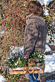 Frau trägt bepflanzte Obstkiste mit Christrosen (Helleborus niger), dekoriert mit Eicheln aus Metall und echten Kieferzapfen im Garten