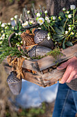 Frau trägt bepflanzte Obstkiste mit Christrosen (Helleborus niger), dekoriert mit Tannenzweigen, Eicheln aus Metall und echten Kieferzapfen