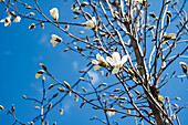 Magnolia (Magnolia) 'Anise' in an urban park in spring