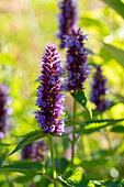 Duftnessel 'Beelicious Purple' (Agastache)