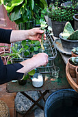 Plant cuttings are placed in glasses of water