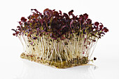 Sprouts of red mustard on propagation material