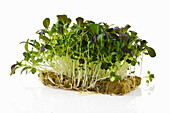 Sprouted bok choy seeds isolated on white. The concept of healthy eating and growing greens at home