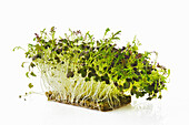 Sprouted arugula and mizun seeds isolated on white. The concept of healthy eating and growing greens at home