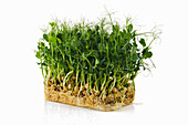 Sprouted pea seeds isolated on white. The concept of healthy eating and growing greens at home