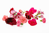 Essbare rote und pinkfarbene Blüten