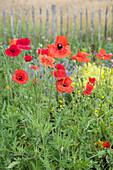 Corn poppies in the summer garden in front of a rustic wooden fence