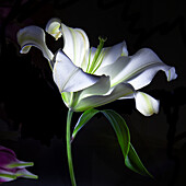 White lily (Lilium) in dramatic lighting