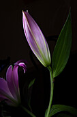 Pinke Lilie (Lilium) Knospe im fokussierten Licht vor dunklem Hintergrund