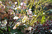 Helleborus ericsmithii (behind it Yellow Dogwood/Cornus sericae Flaviramea )