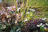 Helleborus ericsmithii (behind yellow dogwood/Cornus sericae Flaviramea and almond-leaved spurge/Euphorbia amygdaloides Purpurea and snowdrop Florepleno )