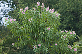 Chitalpa 'Summer Bells' (Chitalpa tashkentensis) im Sommer