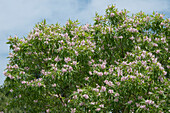 Blühender Chitalpa (Chitalpa tashkentensis) 'Pink Dawn'