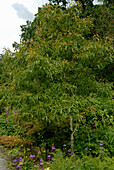 Quercus phellos (Willow Oak) im Garten mit mehrjährigen Stauden