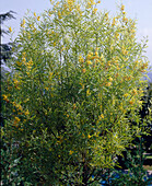 Akazienstrauch (Acacia cyanophylla) 'Saligna' im Garten