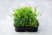 Microgreens made from pea shoots in shells