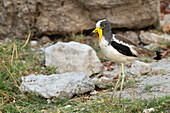White-crowned lapwing
