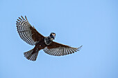 Giant kingfisher in flight