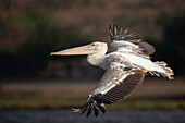 Great white pelican in flight