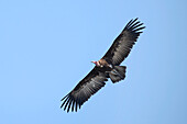 Hooded vulture in flight