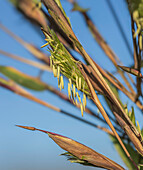 Bamboo (Bambusa sp.) in flower