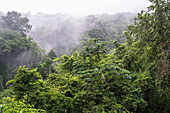 Rainforest in Sierra Madre del Sur, Mexico