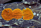 Firedot lichen