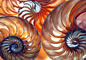 Nautilus shells, cross-sections