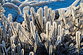Ice-coated vegetation