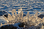 Ice-coated vegetation