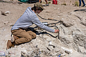 Dinosaur bone fossil being excavated