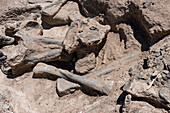 Dinosaur bone fossils