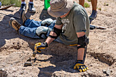 Scientist excavating dinosaur bone fossils