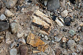 Fragments of petrified wood