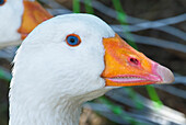 White goose head