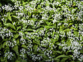 Flowering wild garlic (Allium ursinum)