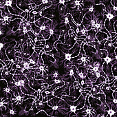 Neurons, conceptual illustration